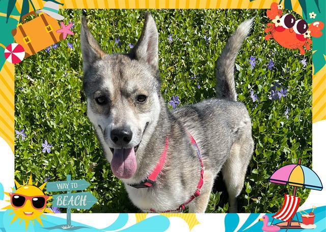 KODA, an adoptable Husky, German Shepherd Dog in Ojai, CA, 93023 | Photo Image 1