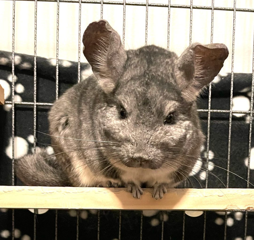 Chinchilla shelter store