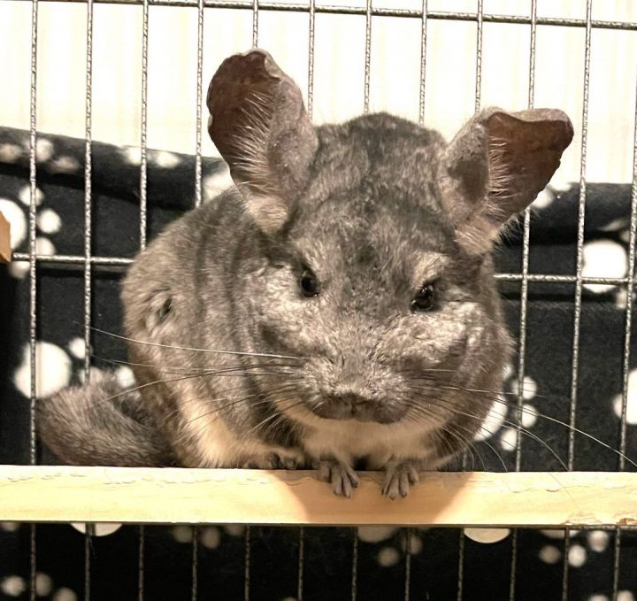 Chinchilla adoption hot sale