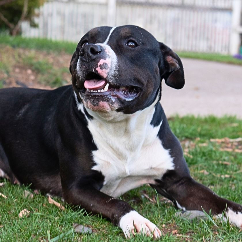 Bessie May, an adoptable Pit Bull Terrier in Laramie, WY, 82073 | Photo Image 1