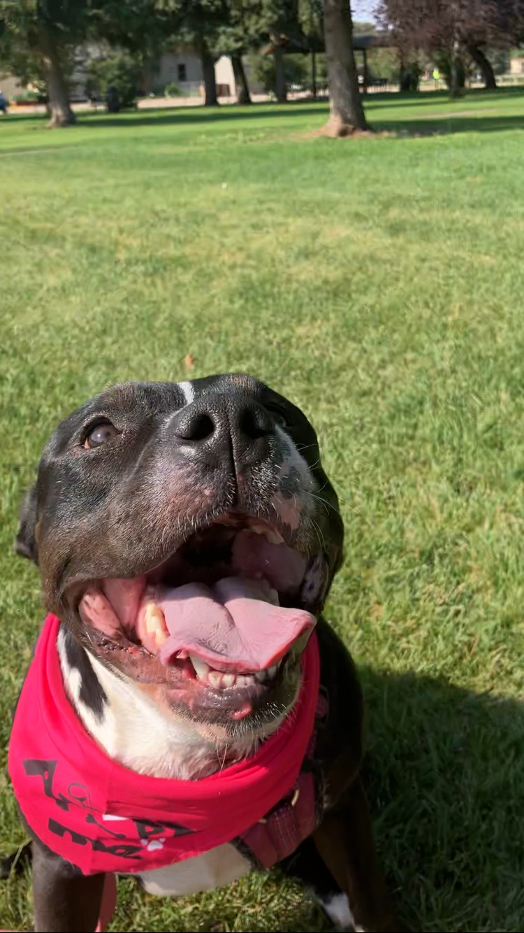 Bessie May, an adoptable Pit Bull Terrier in Laramie, WY, 82073 | Photo Image 2