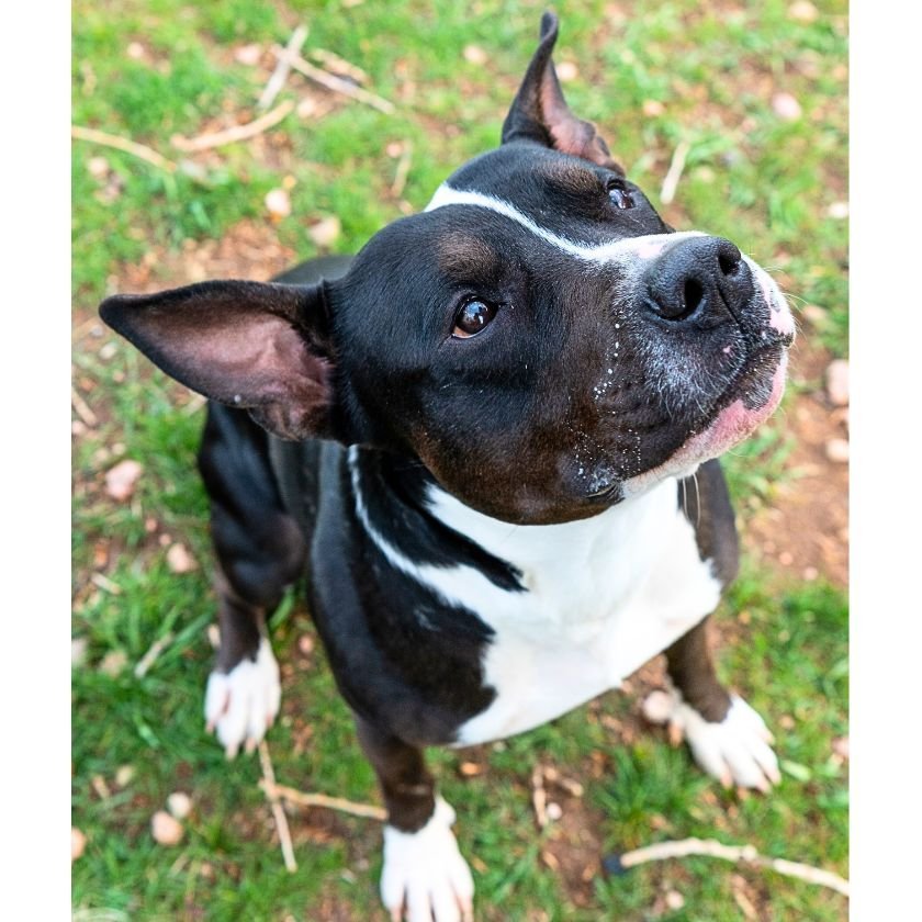 Bessie May, an adoptable Pit Bull Terrier in Laramie, WY, 82073 | Photo Image 3