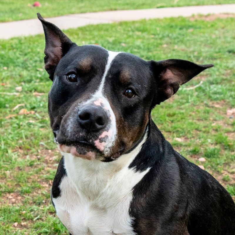 Bessie May, an adoptable Pit Bull Terrier in Laramie, WY, 82073 | Photo Image 3