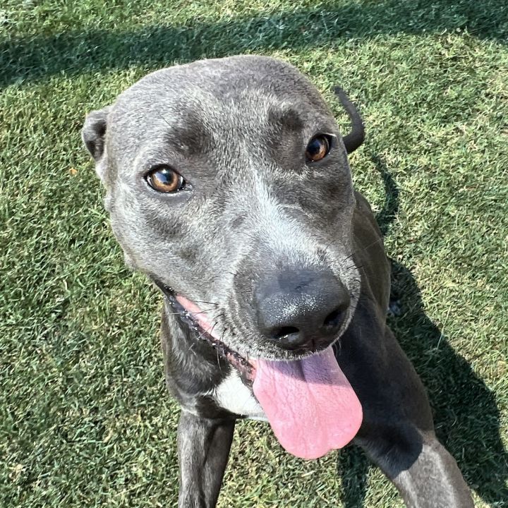 Sage, an adoptable Pit Bull Terrier in Clovis, CA_image-1
