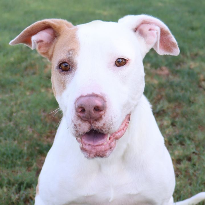 Lady, an adoptable Pit Bull Terrier in Clovis, CA_image-1
