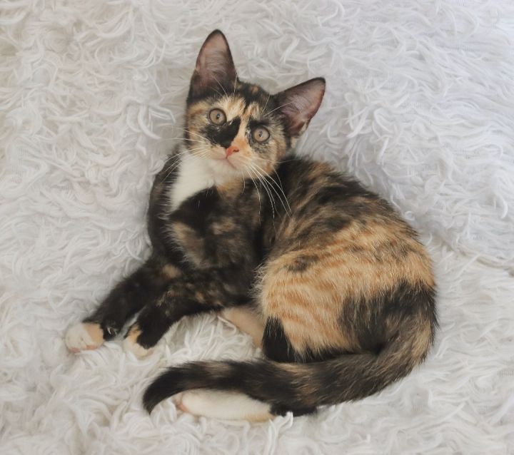 Judy, an adoptable Calico Mix in Saint Augustine, FL_image-3