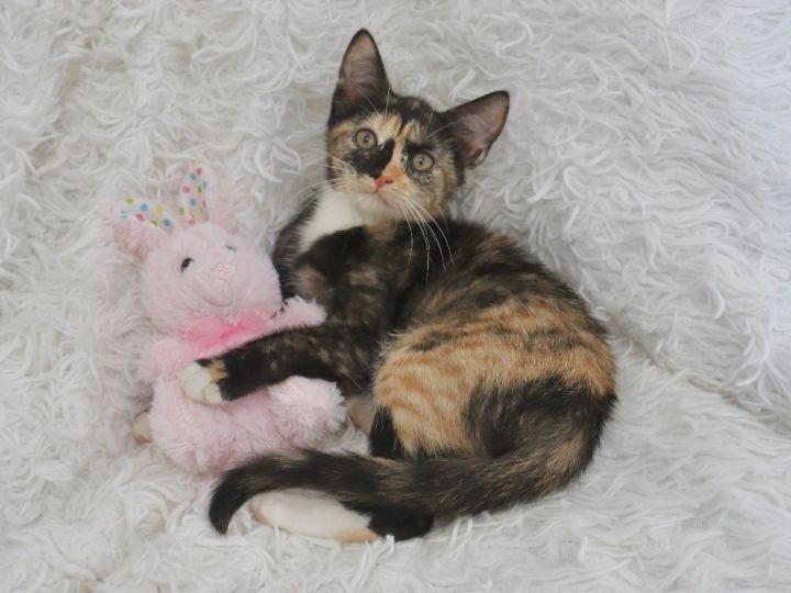 Judy, an adoptable Calico Mix in Saint Augustine, FL_image-1