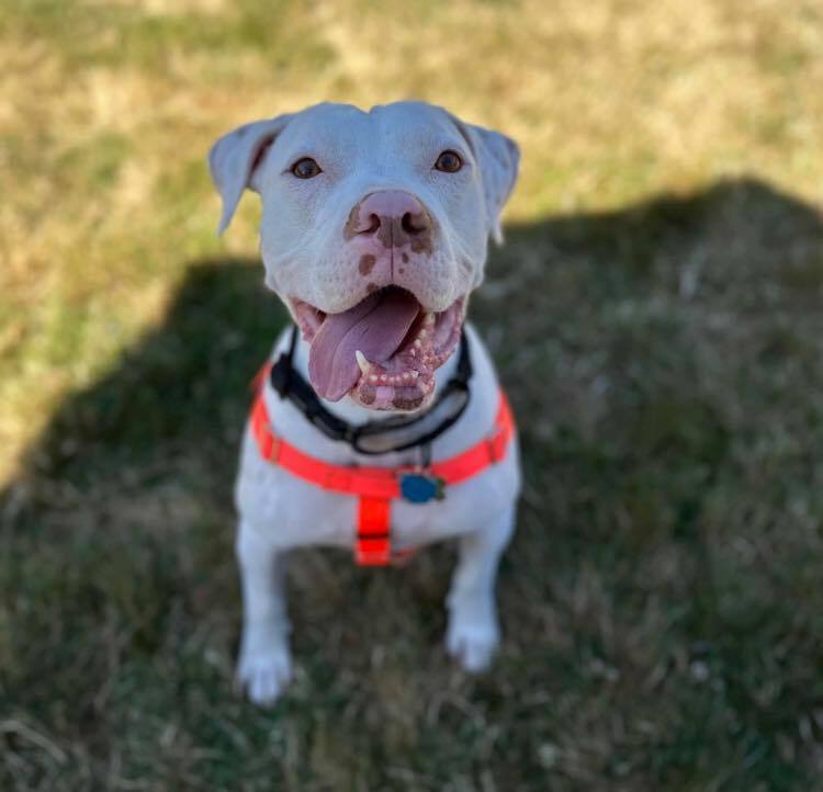 Loki - AVAILABLE, an adoptable Pit Bull Terrier in Seattle, WA, 98115 | Photo Image 1