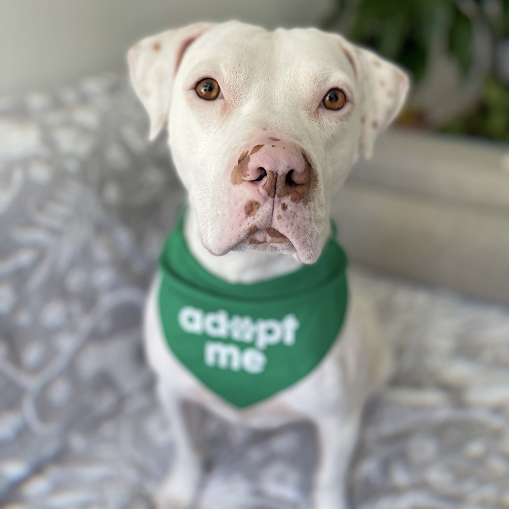 Loki - AVAILABLE, an adoptable Pit Bull Terrier in Seattle, WA, 98115 | Photo Image 2