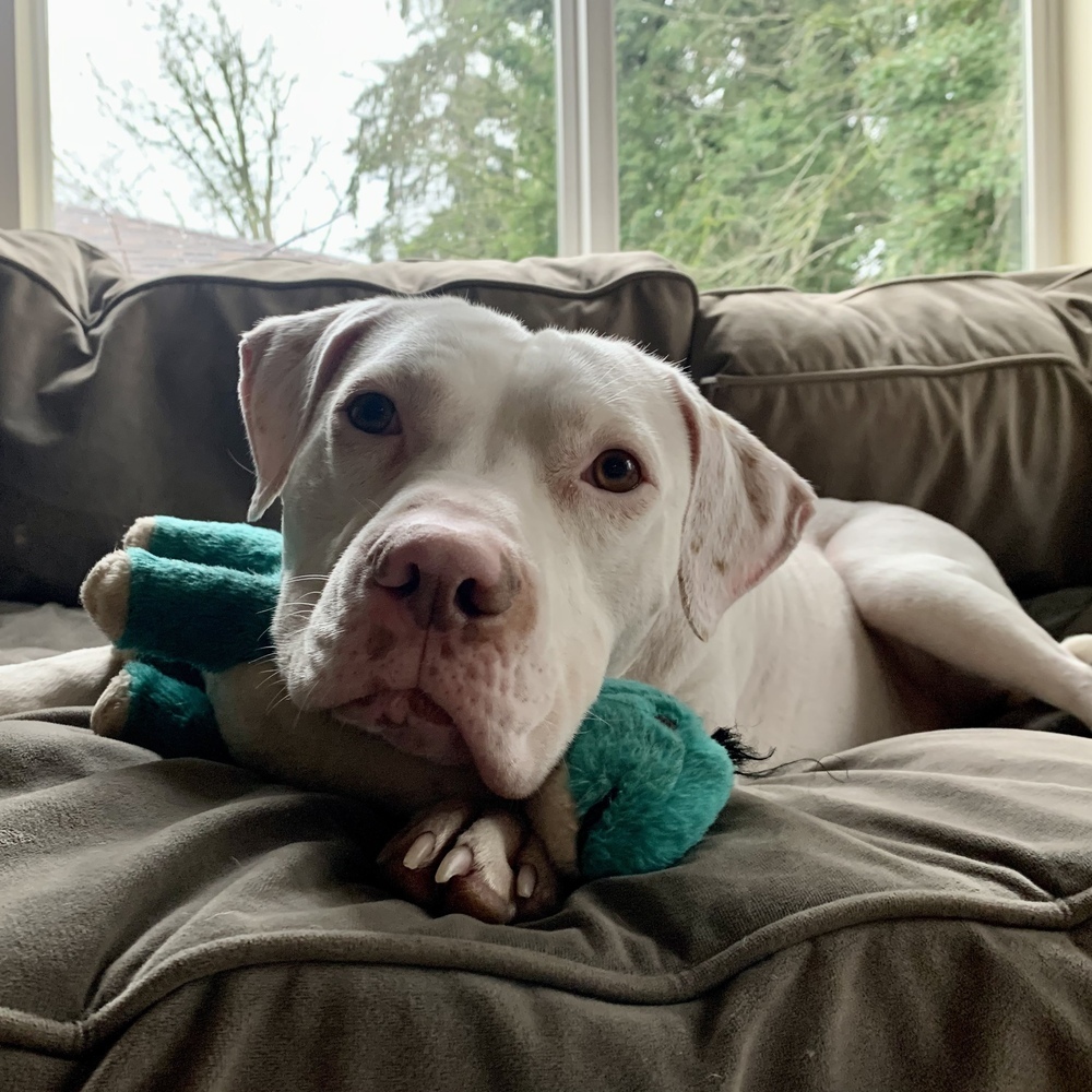 Loki - AVAILABLE, an adoptable Pit Bull Terrier in Seattle, WA, 98115 | Photo Image 4