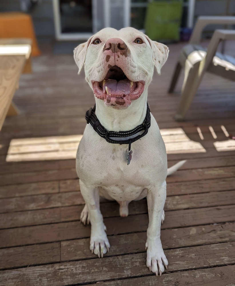 Loki - AVAILABLE, an adoptable Pit Bull Terrier in Seattle, WA, 98115 | Photo Image 5