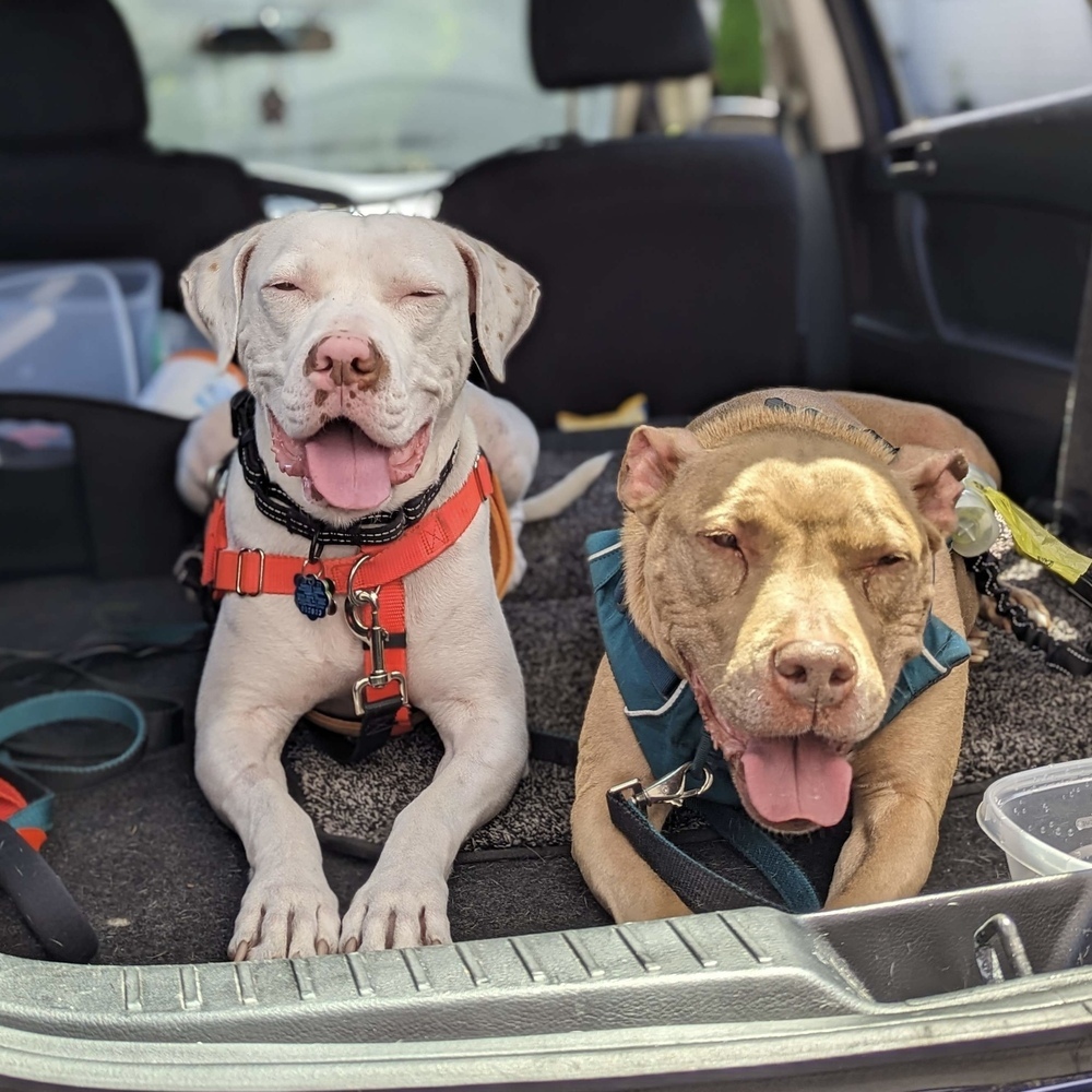 Loki - AVAILABLE, an adoptable Pit Bull Terrier in Seattle, WA, 98115 | Photo Image 6