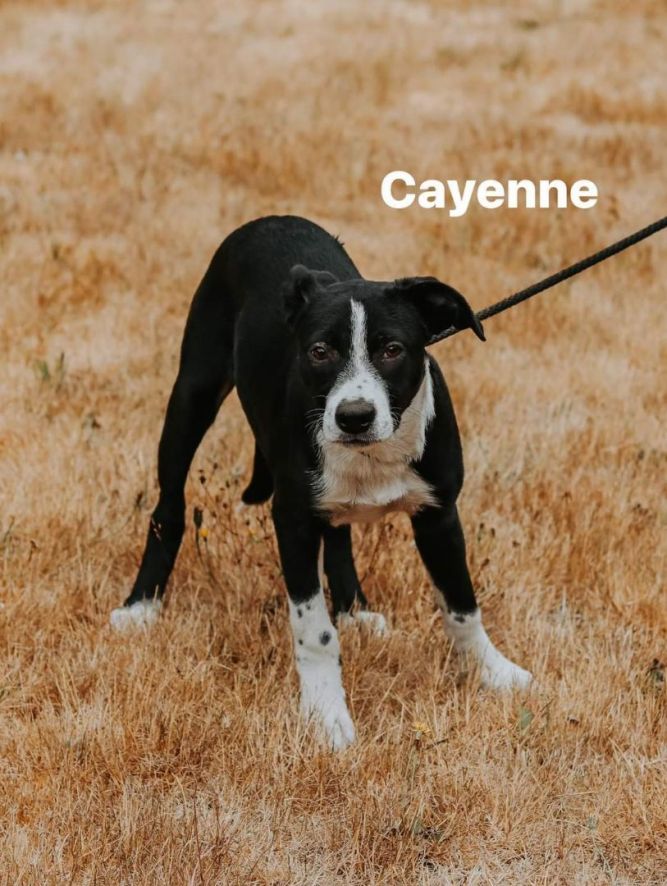 Dog for adoption Cayenne, a Border Collie Mix in Olympia, WA Petfinder