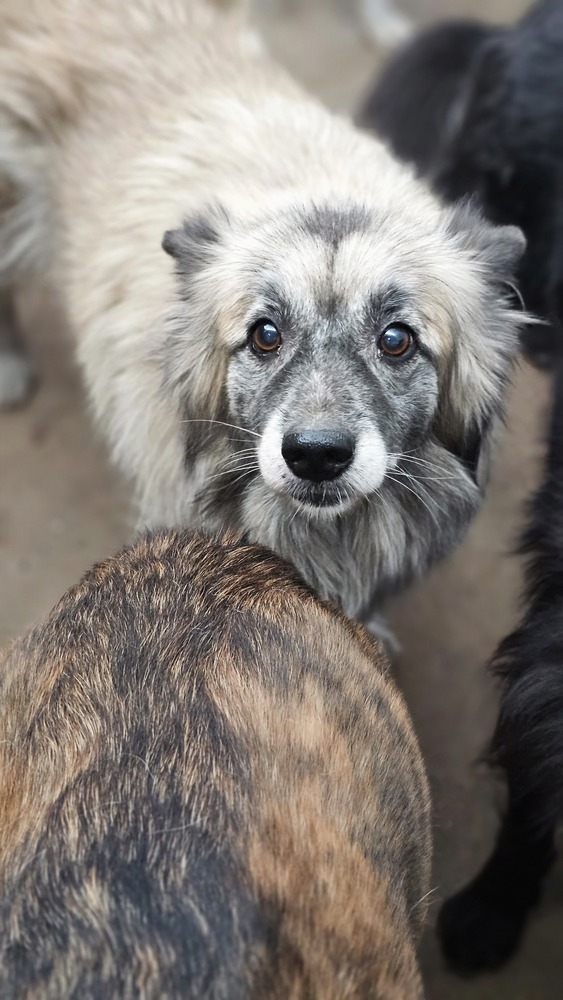 Keeshond store shepherd mix