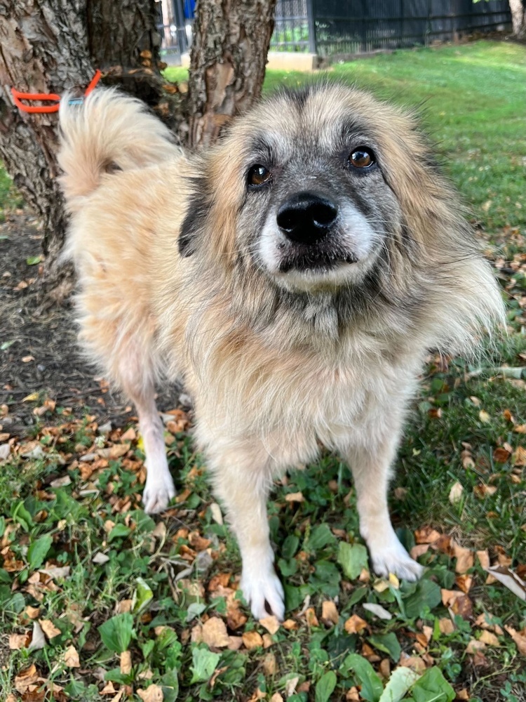 Tori, an adoptable Keeshond in Nokomis, FL, 34275 | Photo Image 2