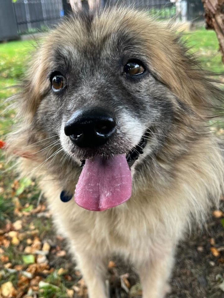 Keeshond store shepherd mix