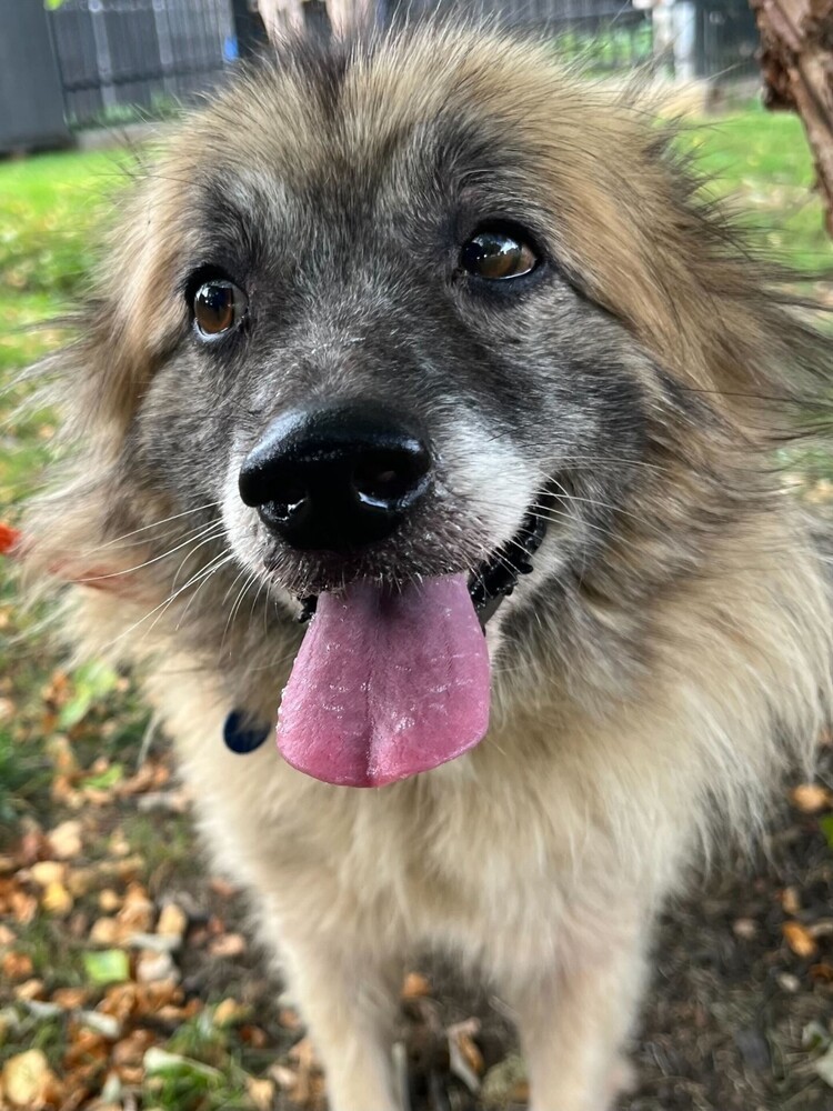 Tori, an adoptable Keeshond in Nokomis, FL, 34275 | Photo Image 3