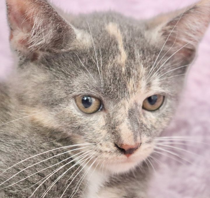 Kennedy, an adoptable Dilute Calico Mix in Saint Augustine, FL_image-2