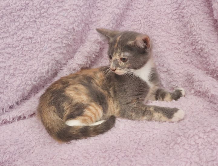 Kennedy, an adopted Dilute Calico Mix in Saint Augustine, FL_image-3