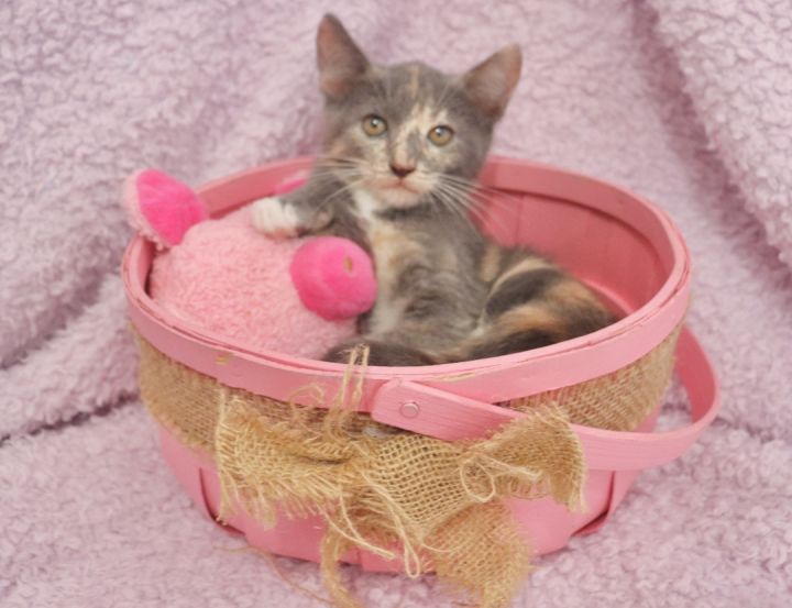 Kennedy, an adoptable Dilute Calico Mix in Saint Augustine, FL_image-1