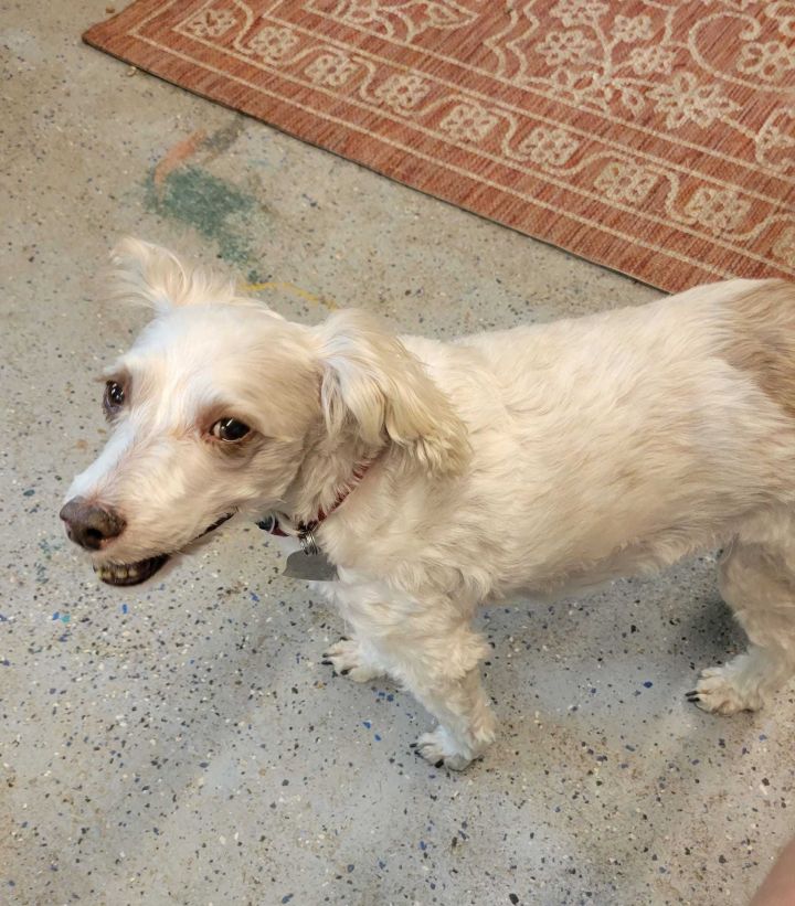 Patches, an adoptable Poodle & Jack Russell Terrier Mix in Shawnee, KS_image-2