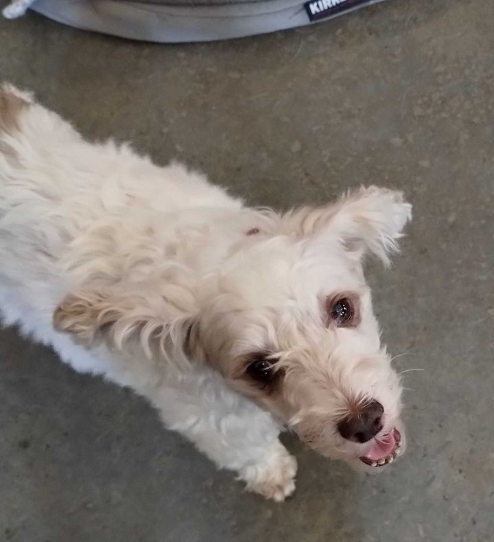 Patches, an adoptable Poodle & Jack Russell Terrier Mix in Shawnee, KS_image-5