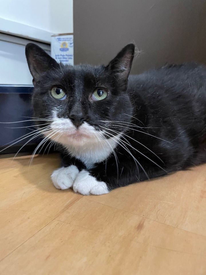 Oreo, an adoptable Tuxedo & Domestic Short Hair Mix in New Haven, CT_image-2