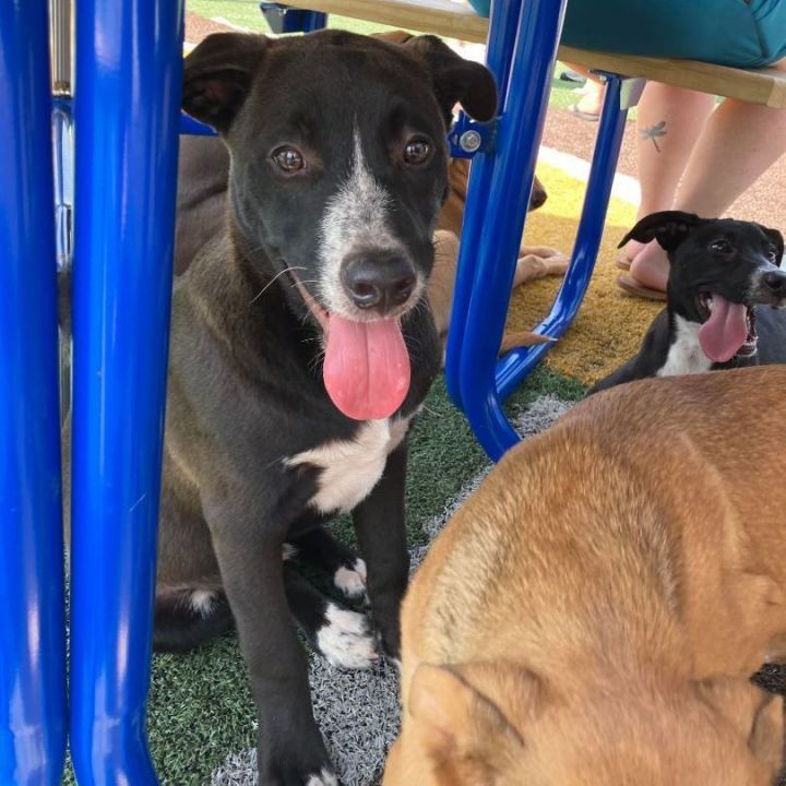 Oreo, an adoptable Husky & Pit Bull Terrier Mix in Oklahoma City, OK_image-2