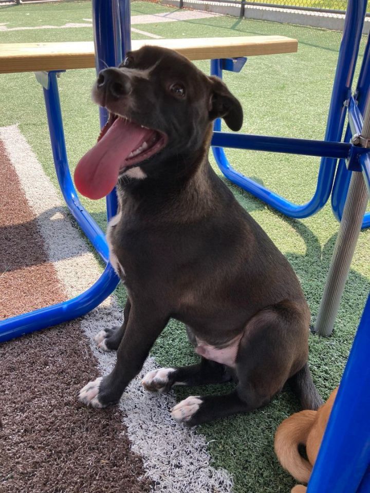 Oreo, an adoptable Husky & Pit Bull Terrier Mix in Oklahoma City, OK_image-6