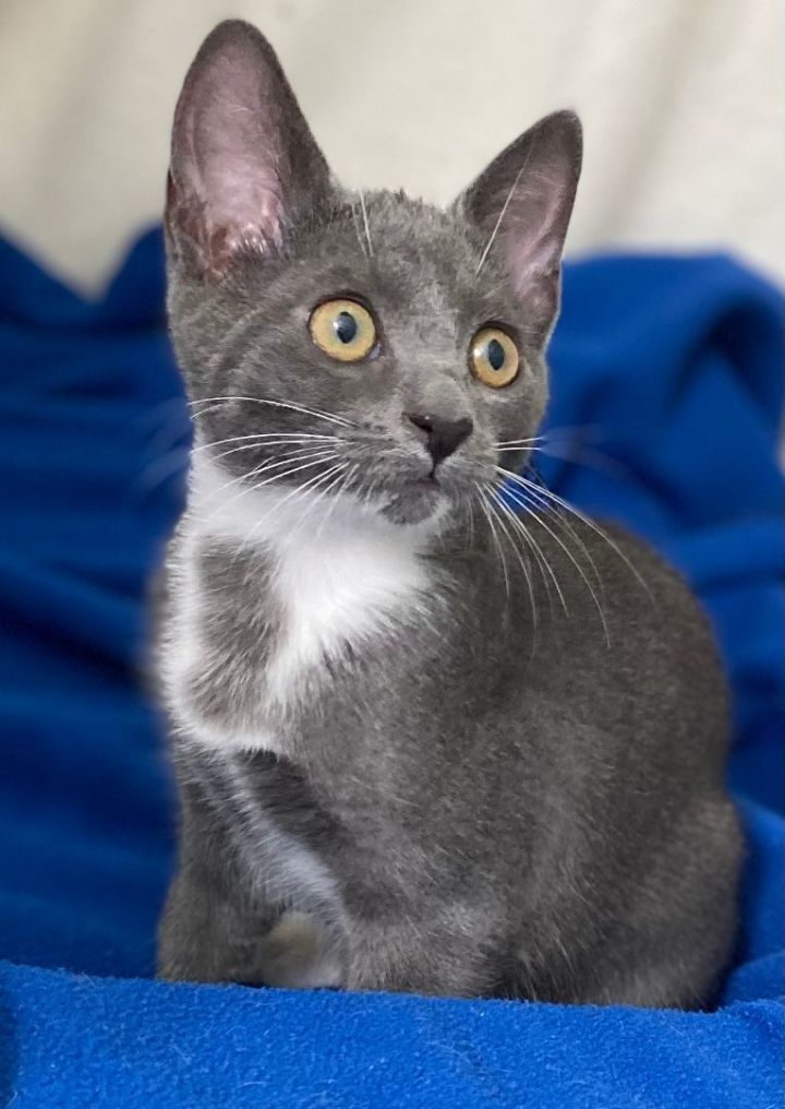 Blue store tuxedo cat