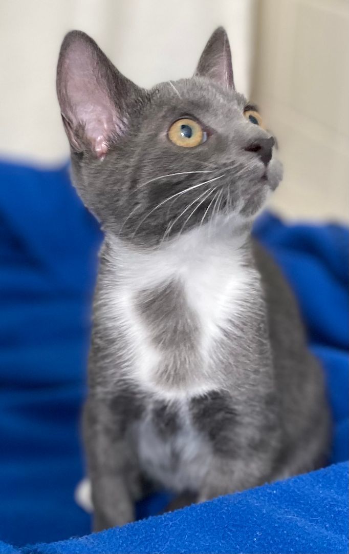 Russian blue with white chest store and paws