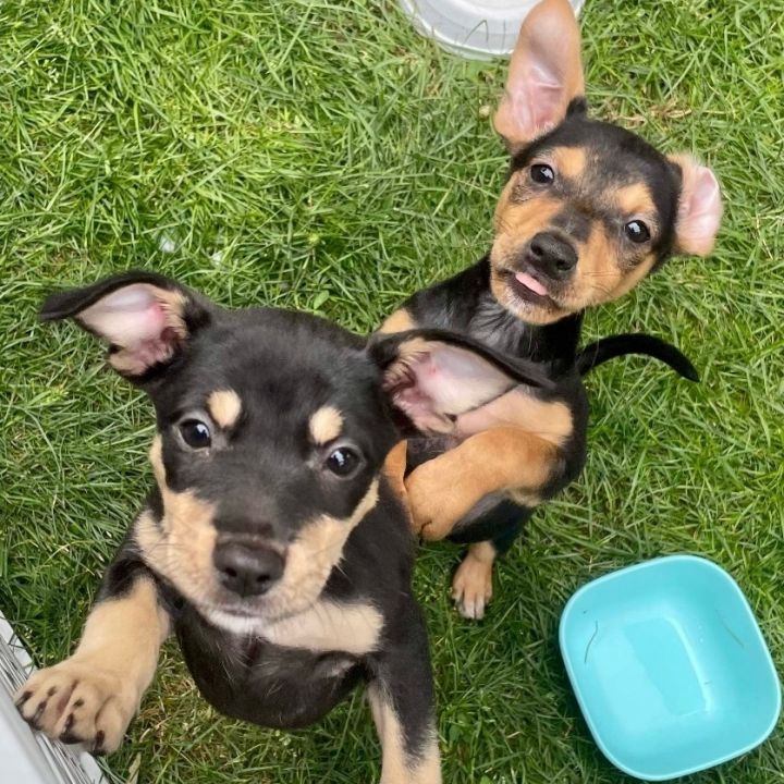 Luna & Ana, an adopted Chihuahua Mix in Rochester, NY_image-1