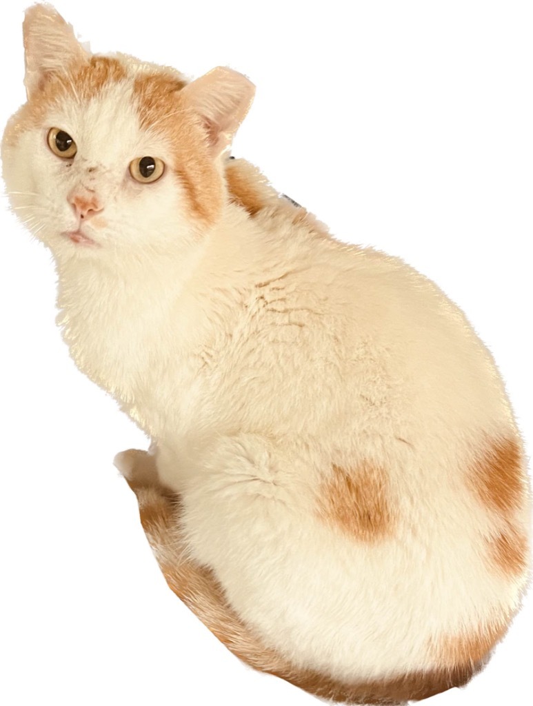 Buddy, an adoptable Domestic Short Hair in Richland Hills, TX, 76180 | Photo Image 2