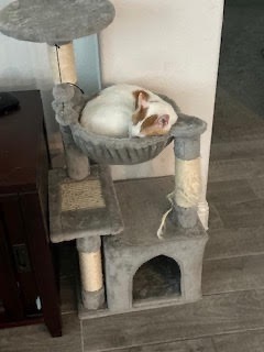 Buddy, an adoptable Domestic Short Hair in Richland Hills, TX, 76180 | Photo Image 6