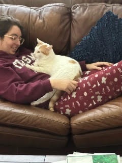 Buddy, an adoptable Domestic Short Hair in Richland Hills, TX, 76180 | Photo Image 7