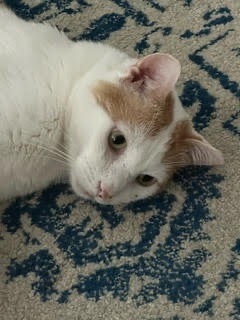 Buddy, an adoptable Domestic Short Hair in Richland Hills, TX, 76180 | Photo Image 8
