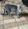 Tiggy