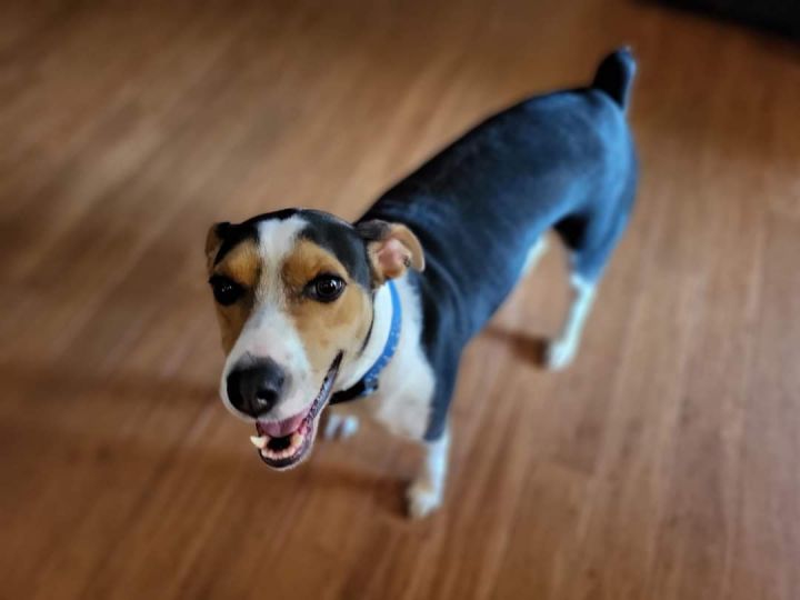 Rio, an adoptable Terrier Mix in Huntsville, AL_image-4