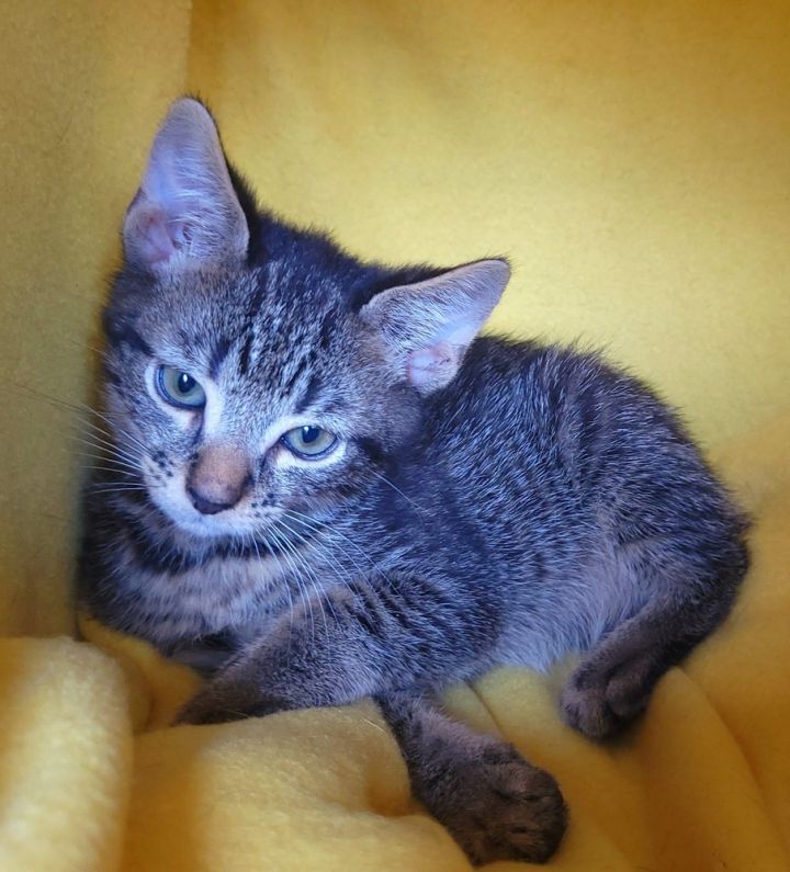Tourmalina's kitten Amethyst 1