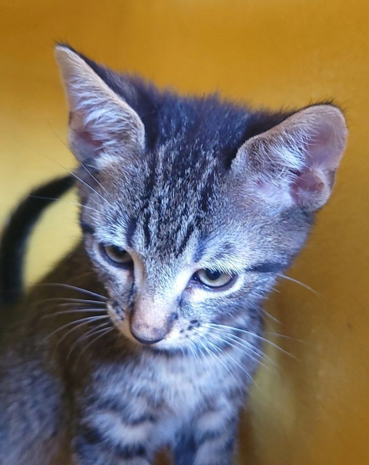 Tourmalina's kitten Amethyst, an adoptable Domestic Short Hair Mix in Jessup, MD_image-2