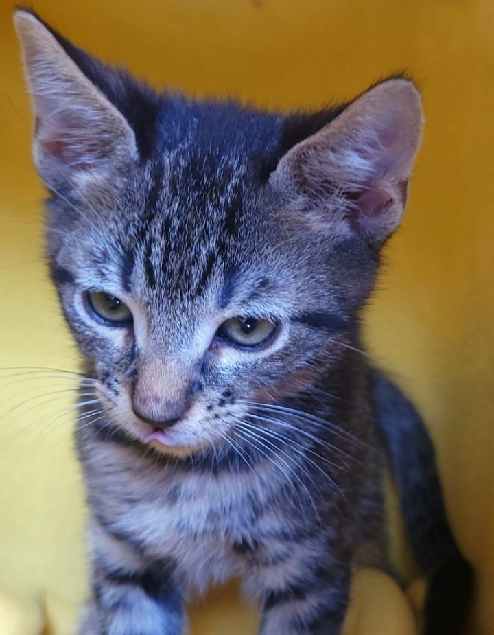 Tourmalina's kitten Amethyst, an adoptable Domestic Short Hair Mix in Jessup, MD_image-3