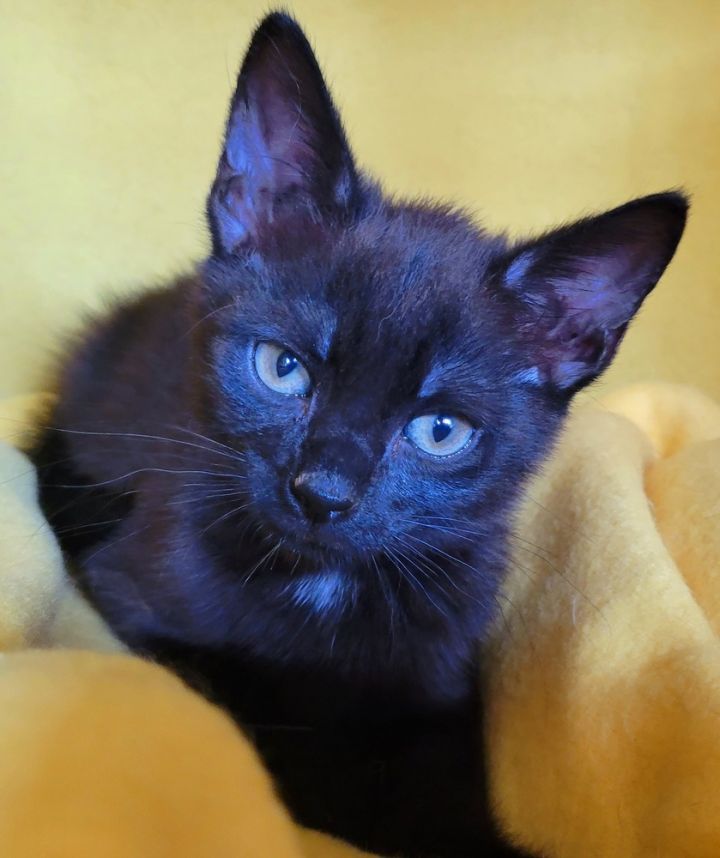 Tourmalina's kitten Spinel, an adoptable Domestic Short Hair Mix in Jessup, MD_image-2