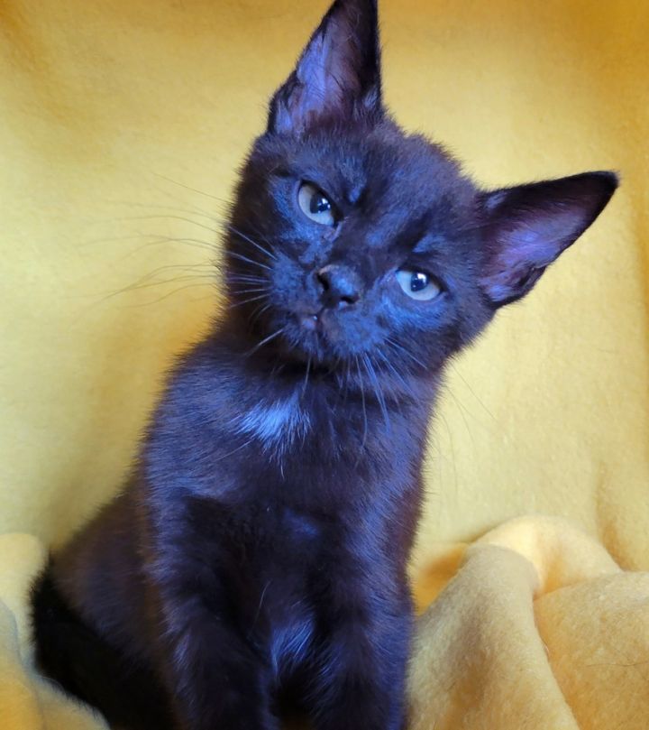 Tourmalina's kitten Spinel, an adoptable Domestic Short Hair Mix in Jessup, MD_image-3