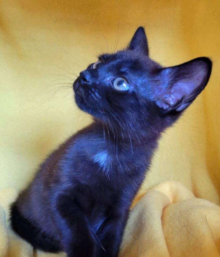 Tourmalina's kitten Spinel, an adoptable Domestic Short Hair Mix in Jessup, MD_image-4