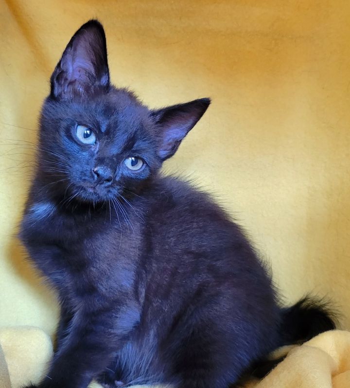 Tourmalina's kitten Spinel, an adoptable Domestic Short Hair Mix in Jessup, MD_image-5
