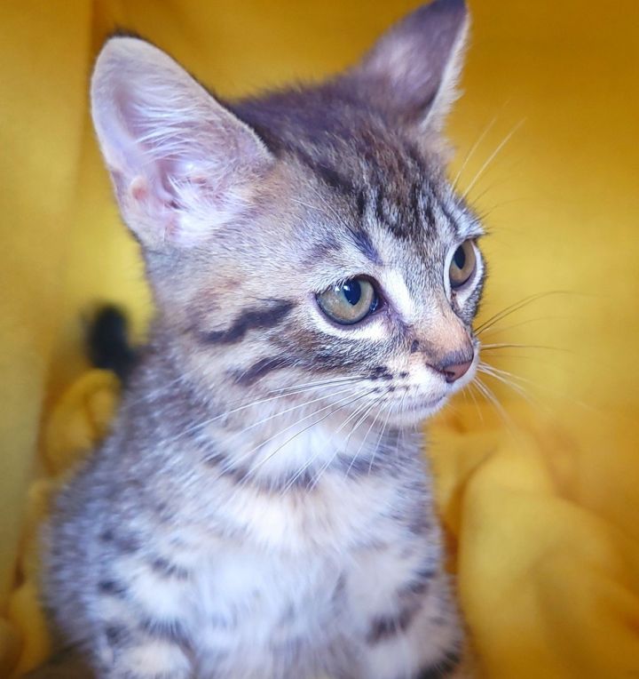 Tourmalina's kitten Alexandrite, an adoptable Domestic Short Hair Mix in Jessup, MD_image-1