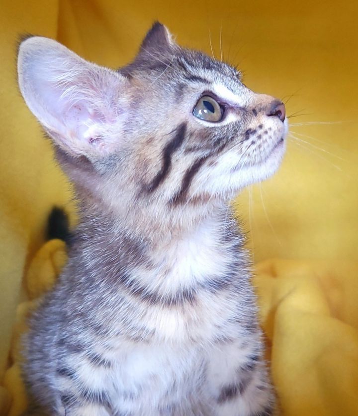 Tourmalina's kitten Alexandrite 2