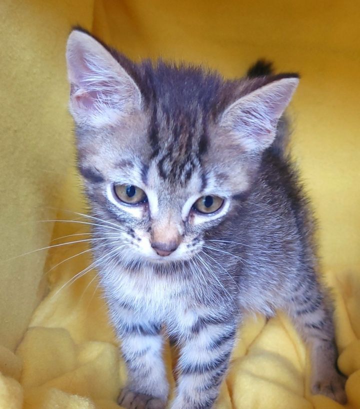 Tourmalina's kitten Alexandrite, an adoptable Domestic Short Hair Mix in Jessup, MD_image-3