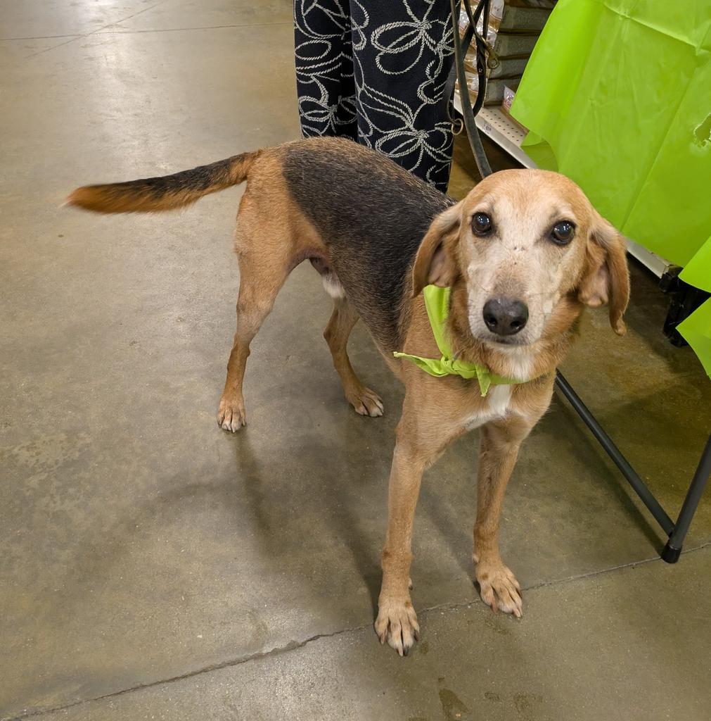 COLONEL MUSTARD, an adoptable Mixed Breed in Florence, SC, 29506 | Photo Image 1