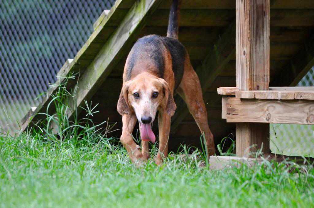 COLONEL MUSTARD, an adoptable Mixed Breed in Florence, SC, 29506 | Photo Image 4